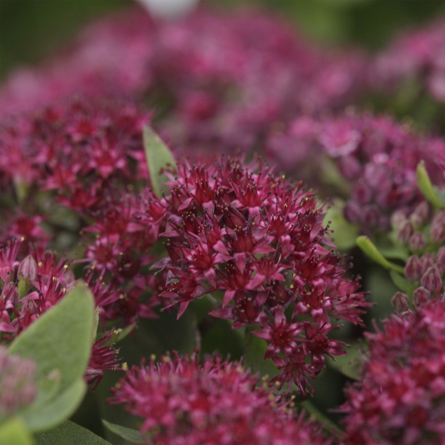 Очиток телефиум (Sedum telephium `Munstead Dark Red`)