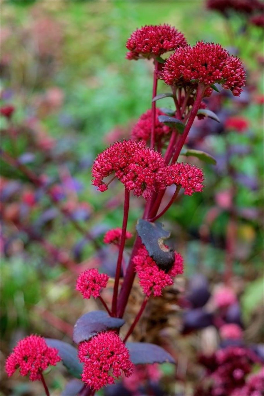 Седум Видный Red Cauli