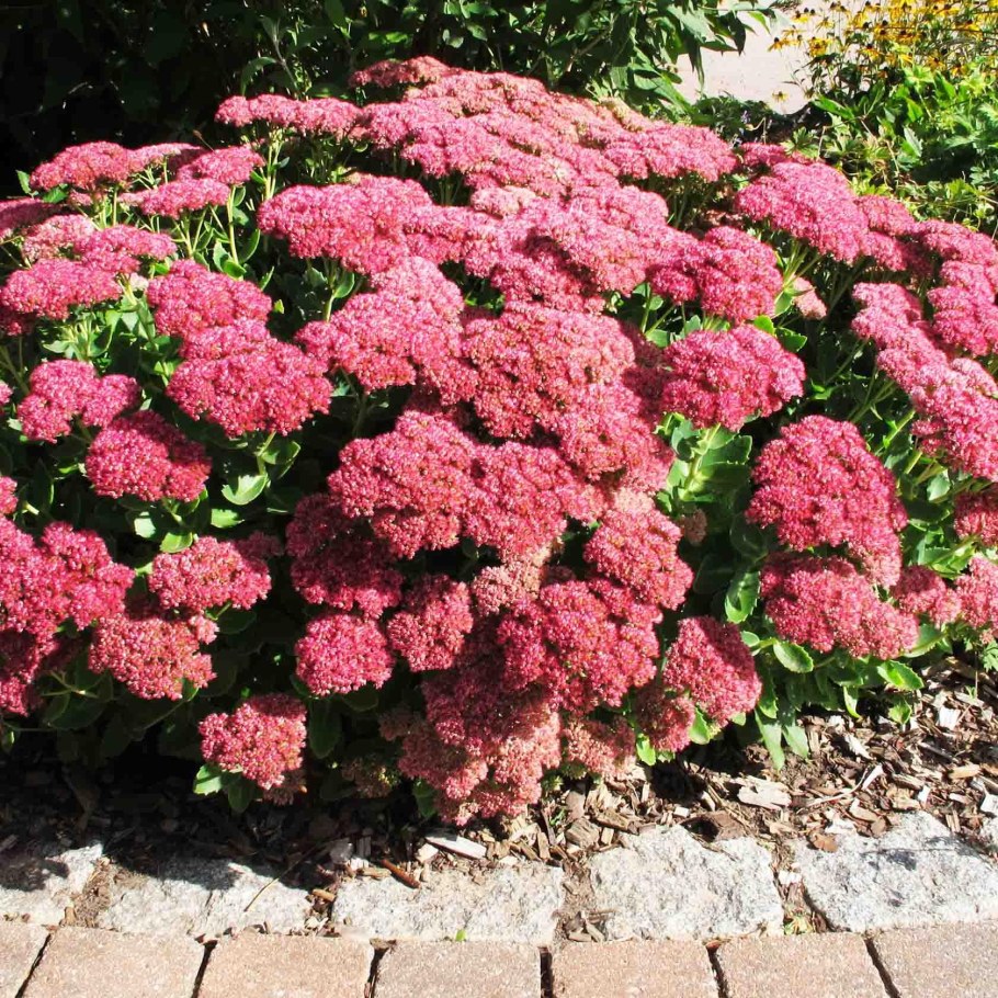 Очиток телефиум Хербштфройде