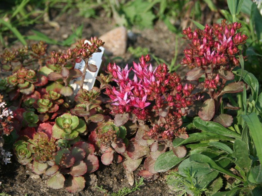 Седум Fuldaglut