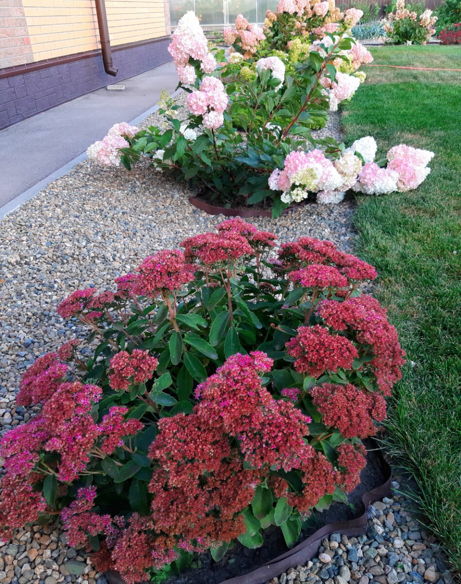 Очиток ред Каули