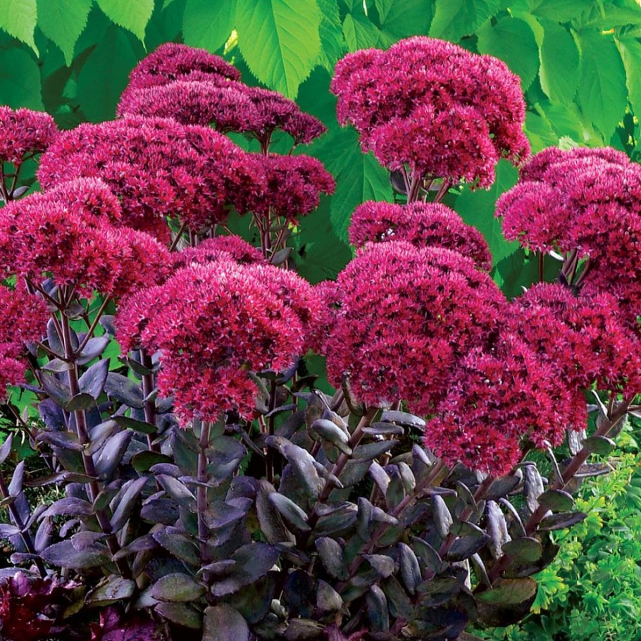 Очиток Видный Thunderhead