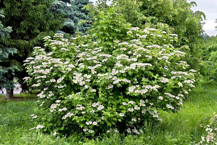 Калина обыкновенная Viburnum opulus Eskimo