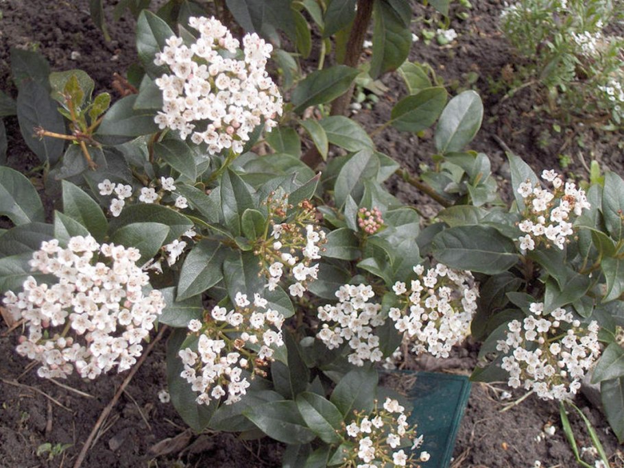 Калина лавролистная