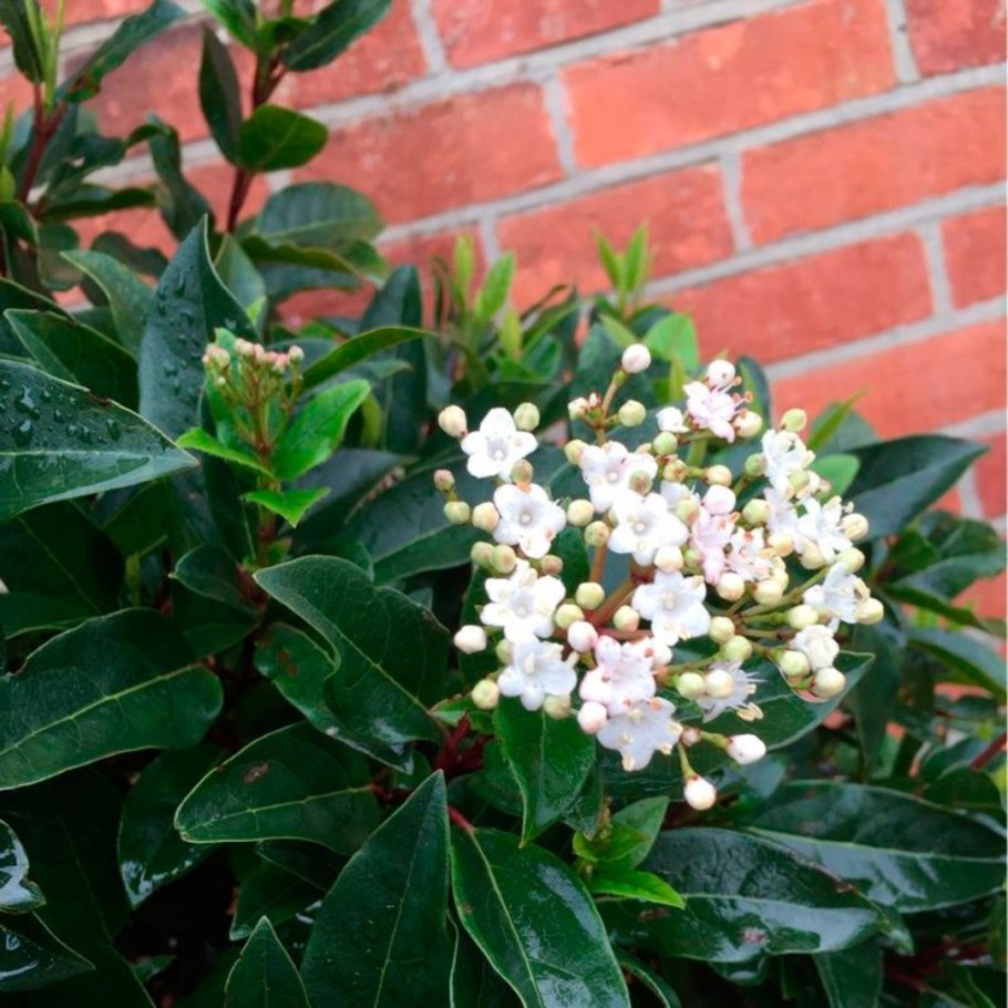 Viburnum Tinus 'Eve Price'