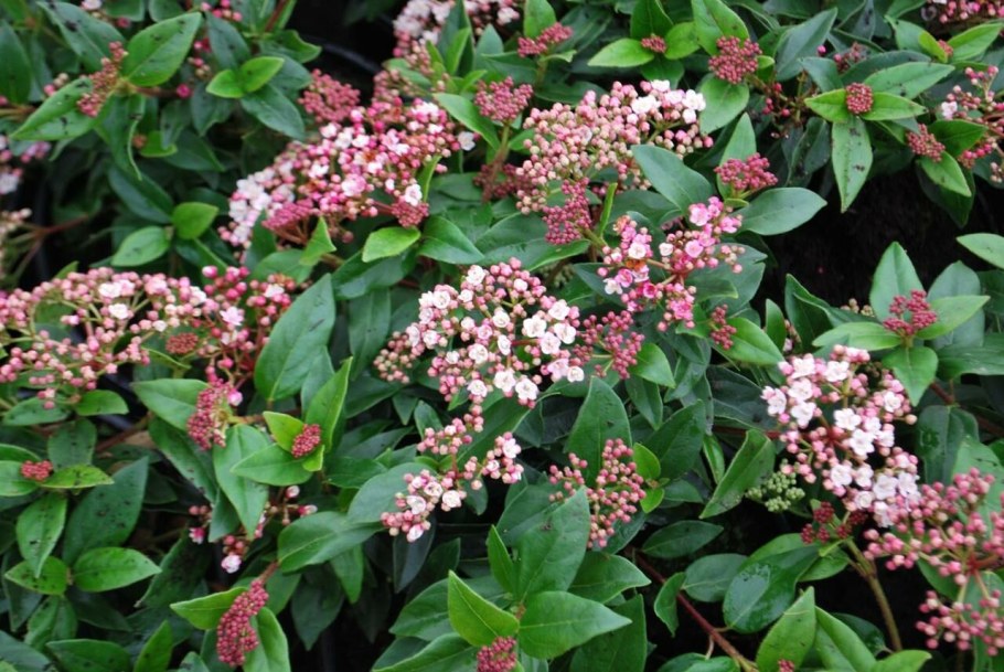 Viburnum Tinus