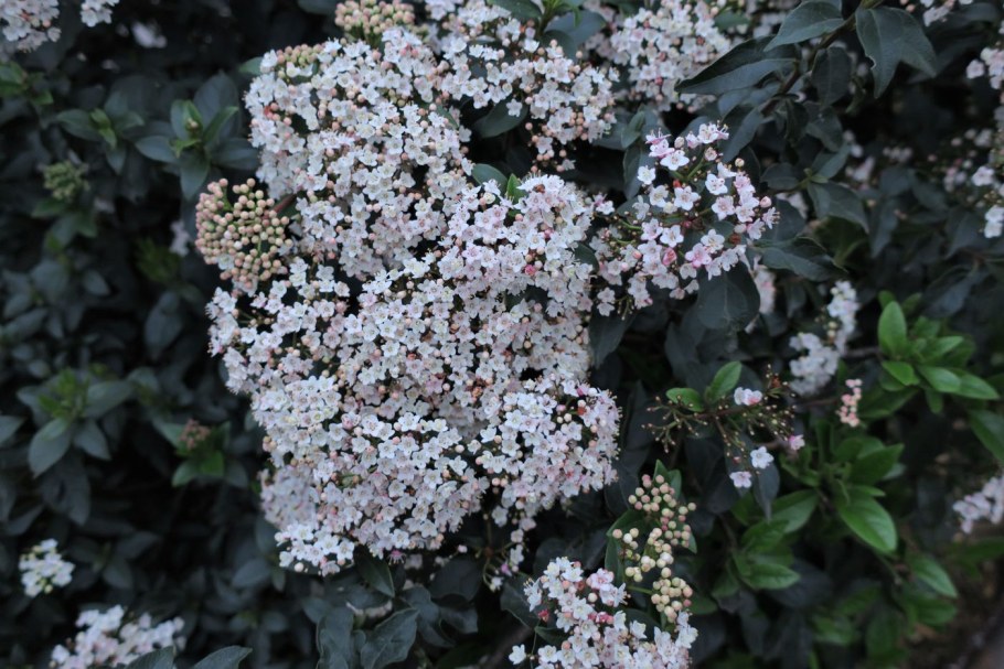 Viburnum Tinus 'Gwenllian'
