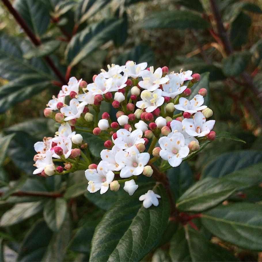 Калина лавролистная( вибурнум Тинус)