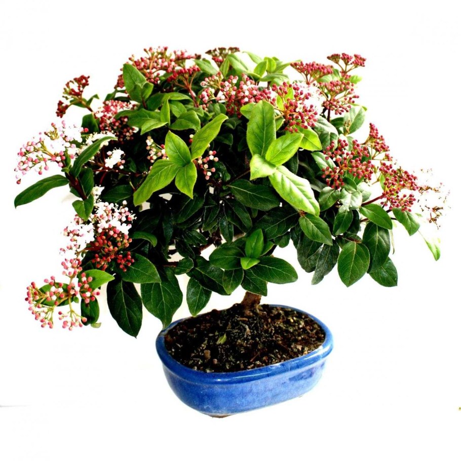 Калина вечнозеленая лавролистная