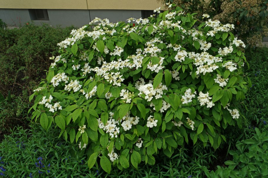 Калина вильчатая