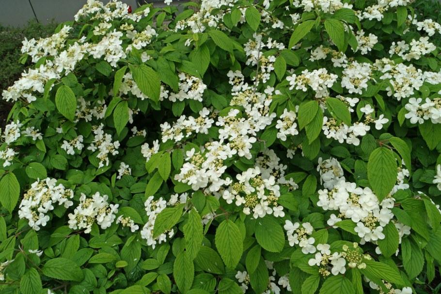 Viburnum burejaeticum (Калина бурятская)