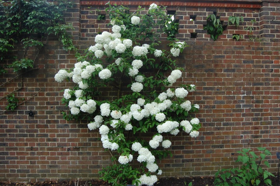 Калина Розеум