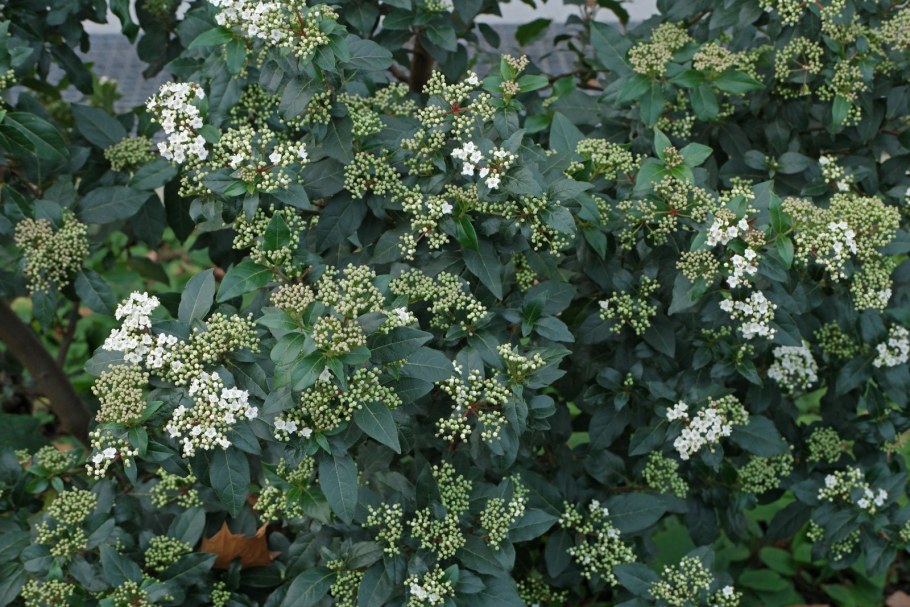 Калина лавролистная (Viburnum Tinus Gwenllian p9)