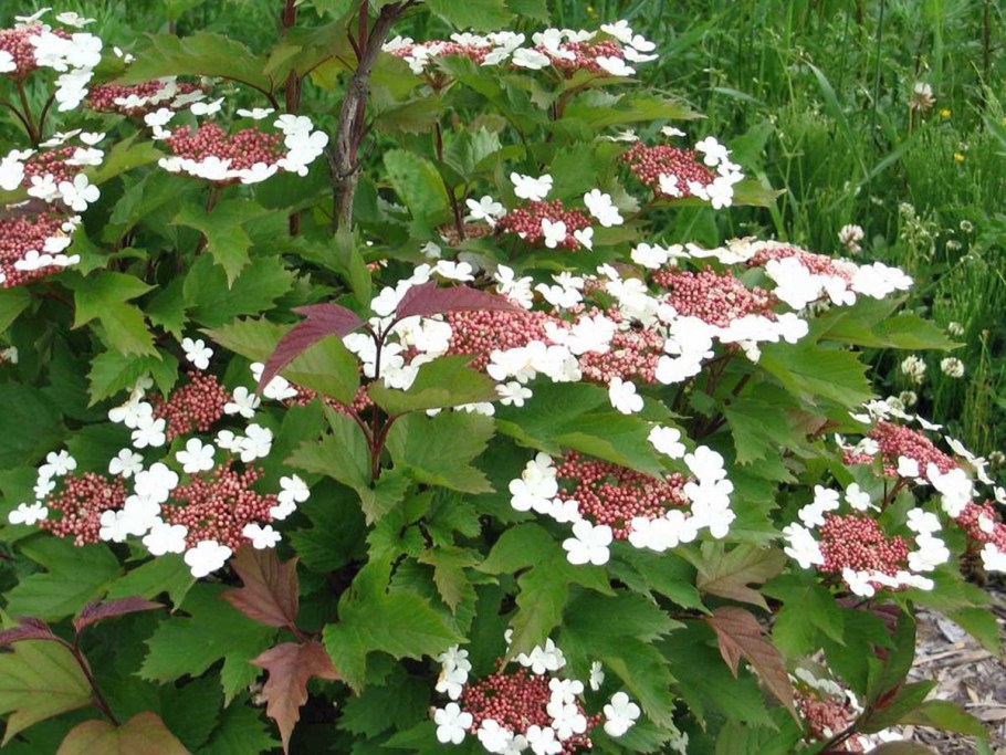 Калина Саржента кустарник