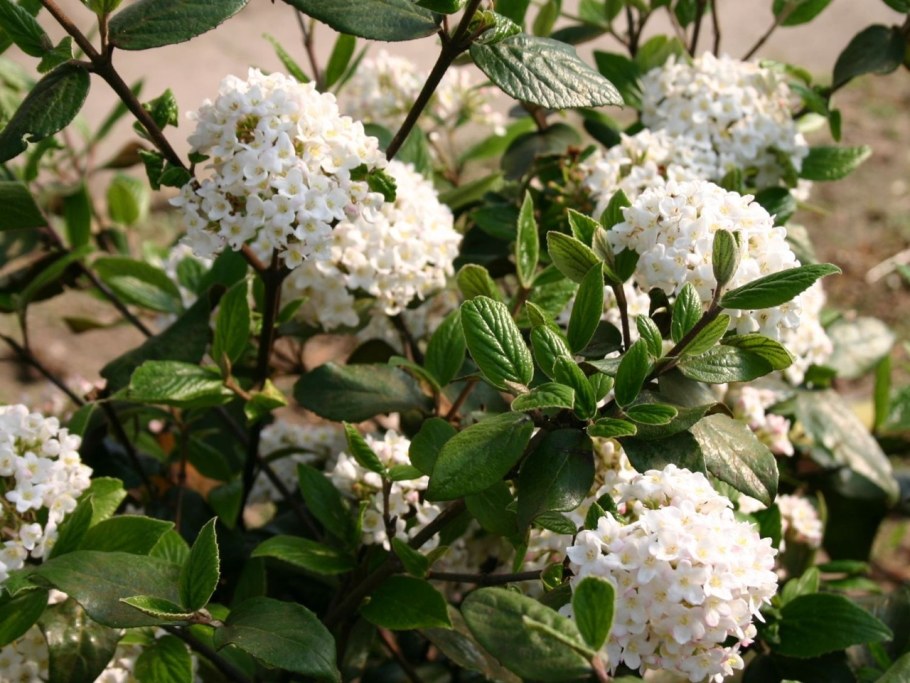 Калина лавролистная (Viburnum Tinus l.)
