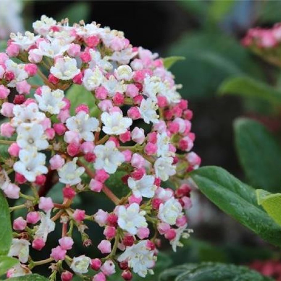 Viburnum Tinus 'Gwenllian'