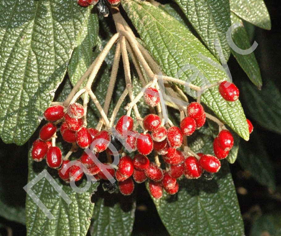 Viburnum rhytidophyllum