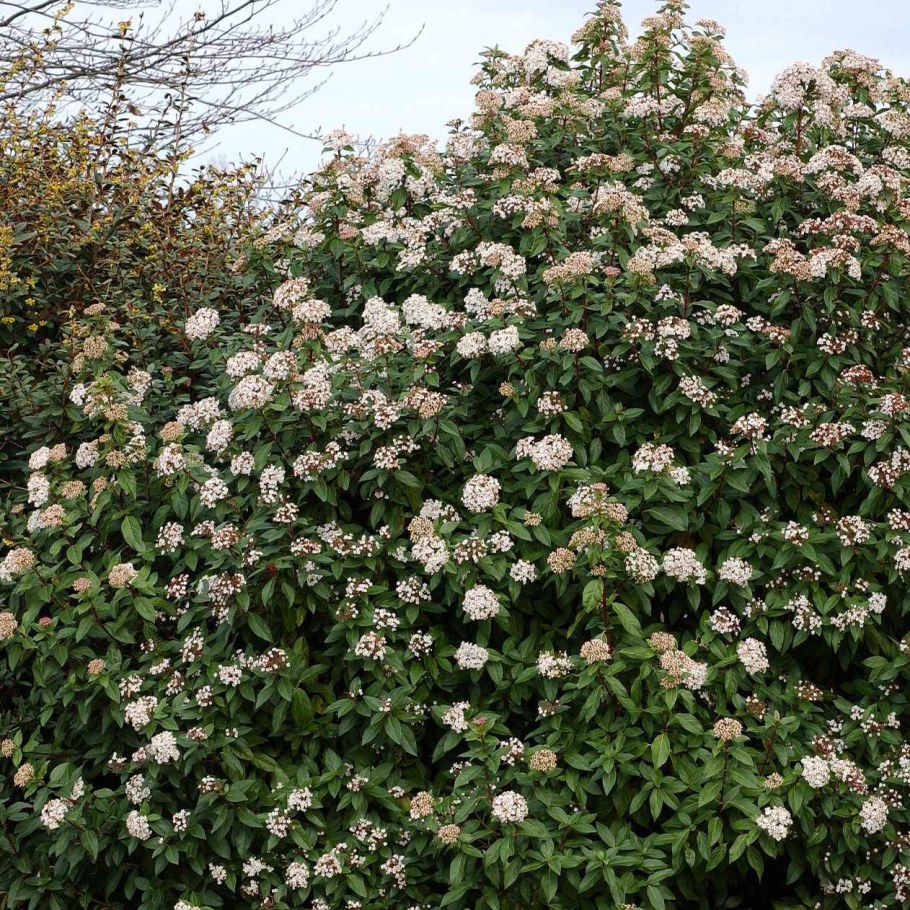 Калина лавролистная (Viburnum Tinus l.)