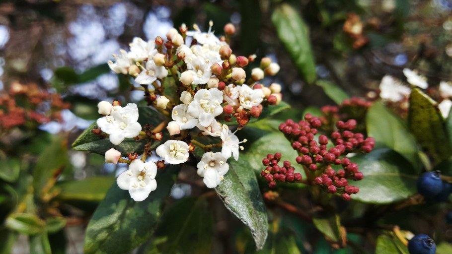 Калина лавролистная (Viburnum Tinus l.)