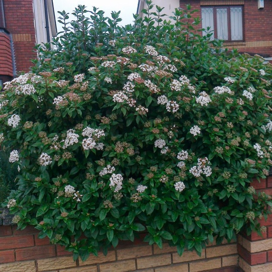 Калина вечнозеленая Тинус