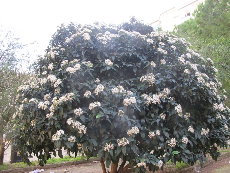 Калина морщинистая