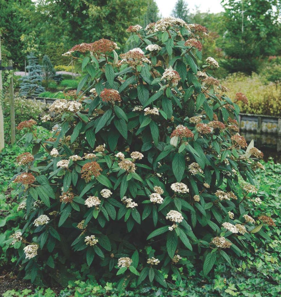 Viburnum rhytidophyllum