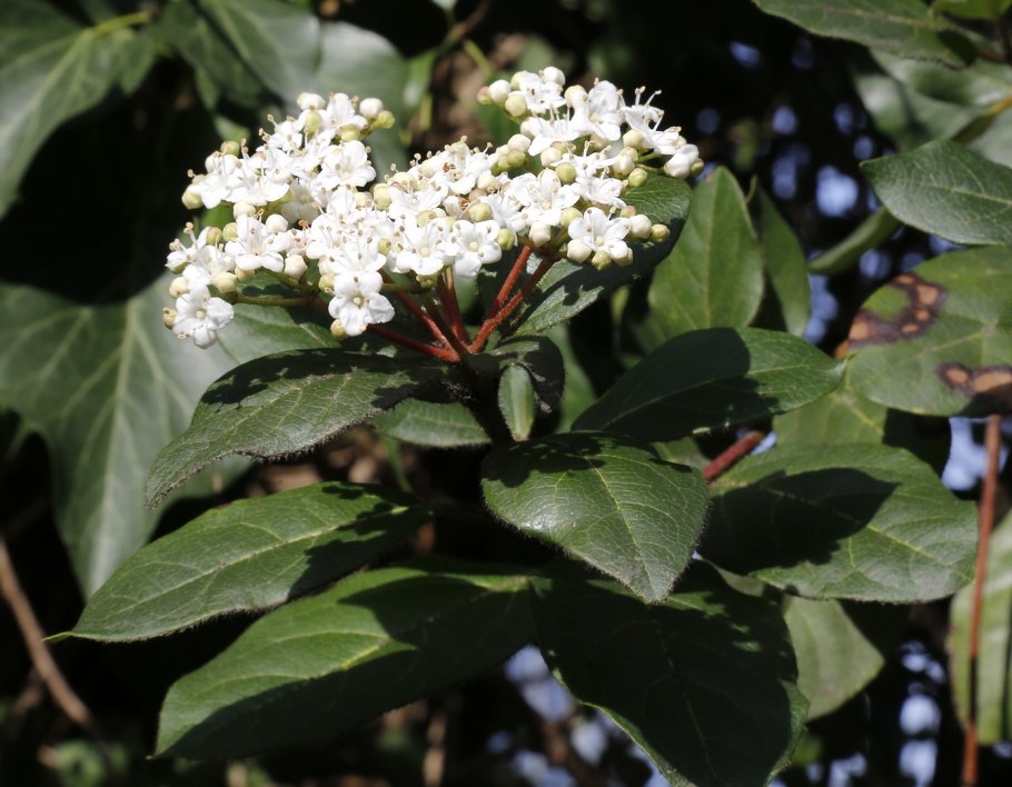 Калина лавролистная