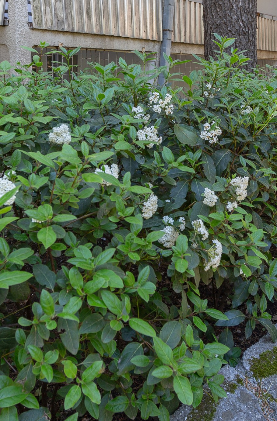 Дерен белый 'sibirica'