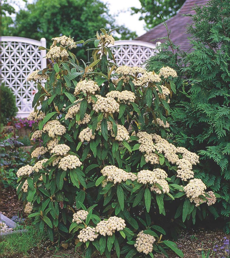 Калина морщинистолистная (Viburnum rhytidophyllum)