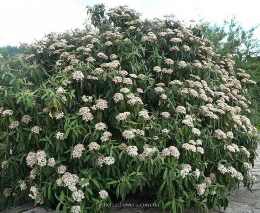 Калина морщинистая Viburnum