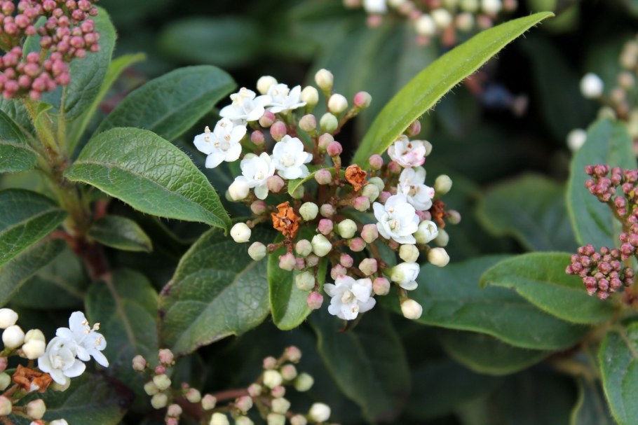 Viburnum Tinus purpureum