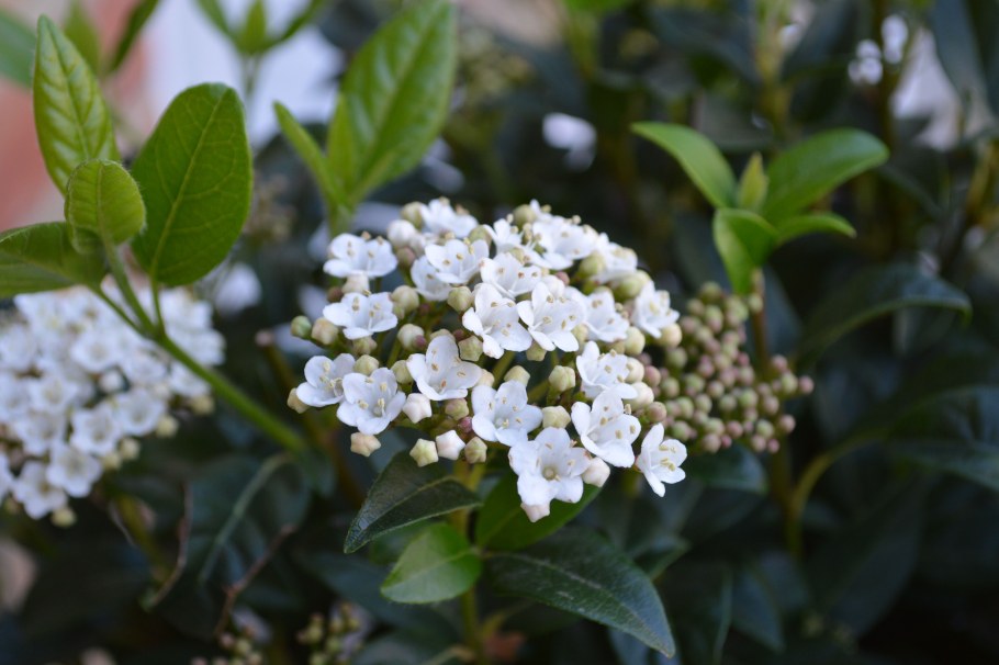 Калина Тинус