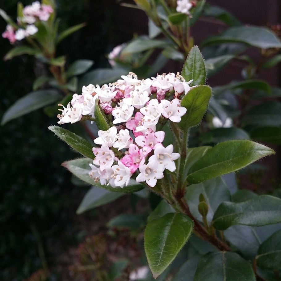 Калина лавролистная Eve Price