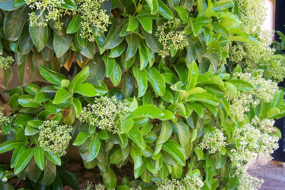 Вибурнум Лусидум