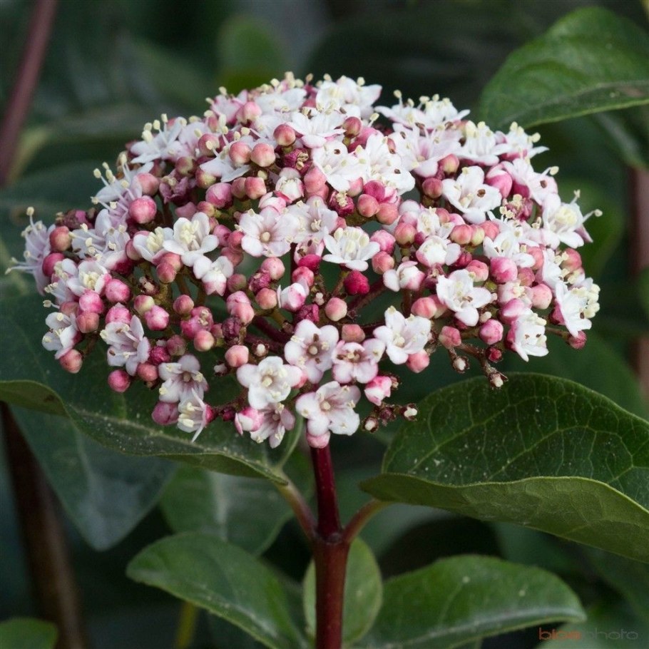 Калина лавролистная Viburnum Tinus