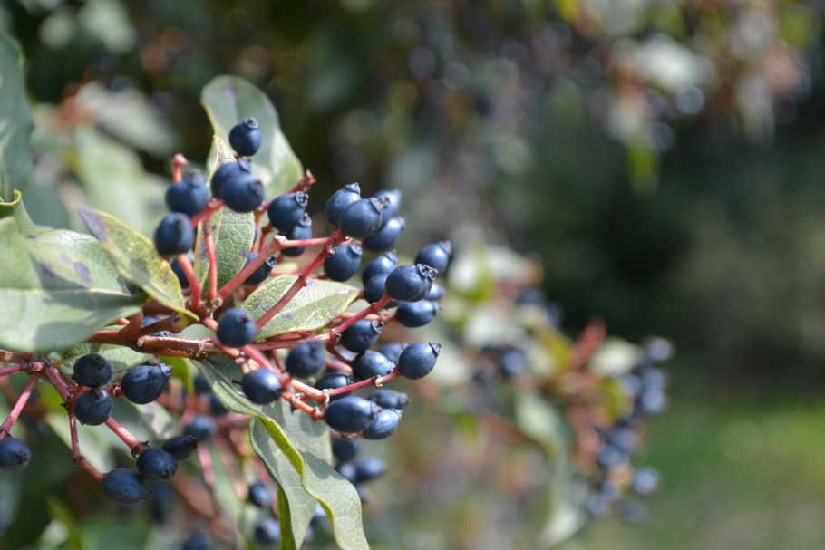 Калина лавролистная Гвенллиан