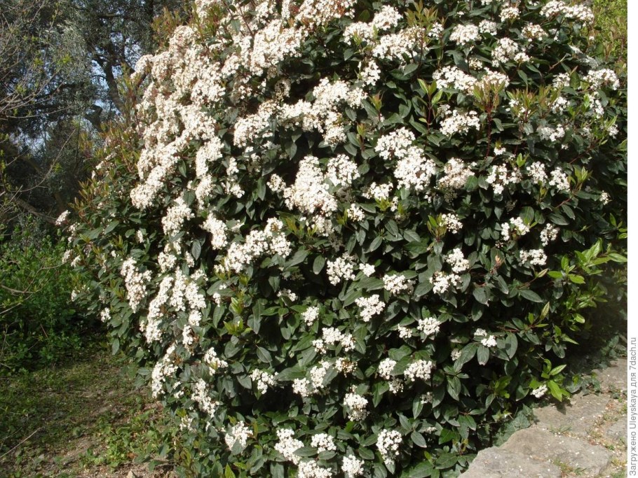 Калина вечнозеленая