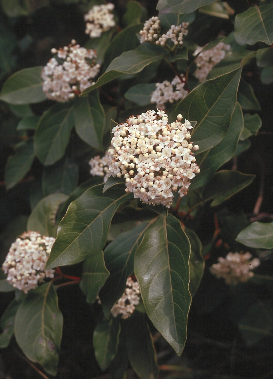 Калина лавролистная (Viburnum Tinus Gwenllian p9)