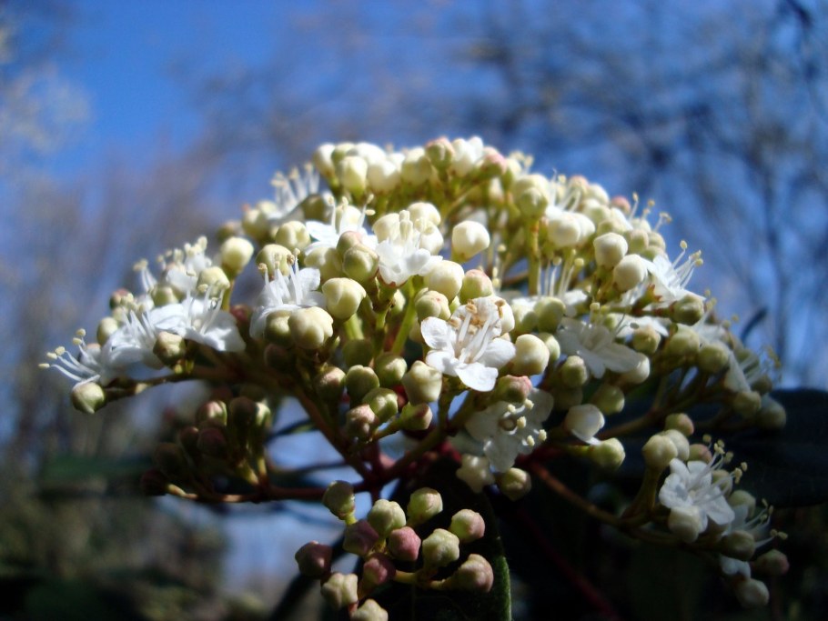 Калина лавролистная в Израиле