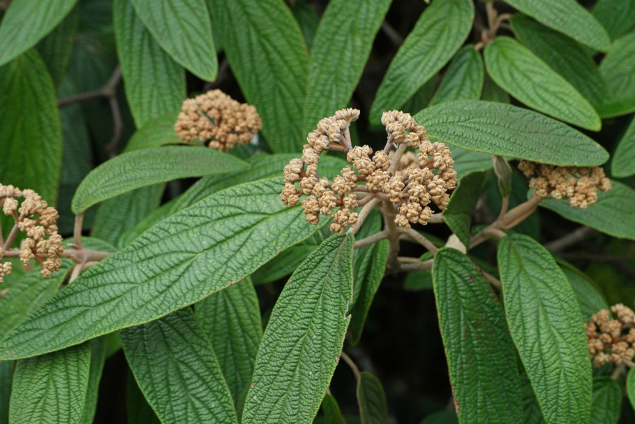 Viburnum rhytidophyllum Hemsl