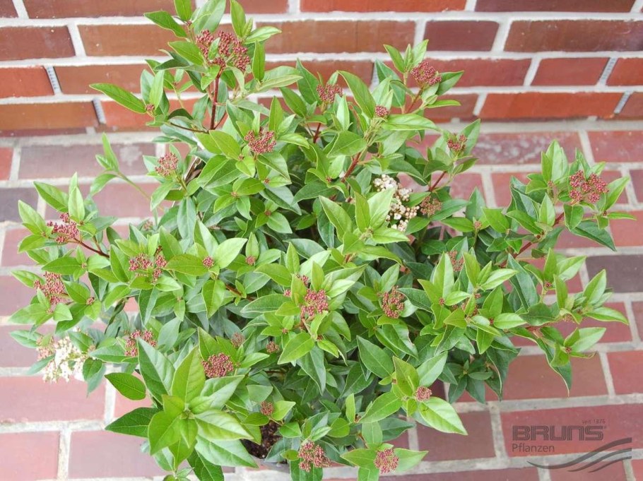 Калина лавролистная