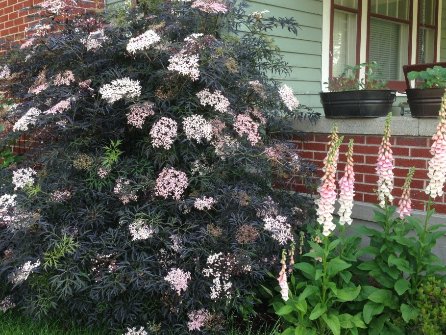 Бузина Блэк Лэйс