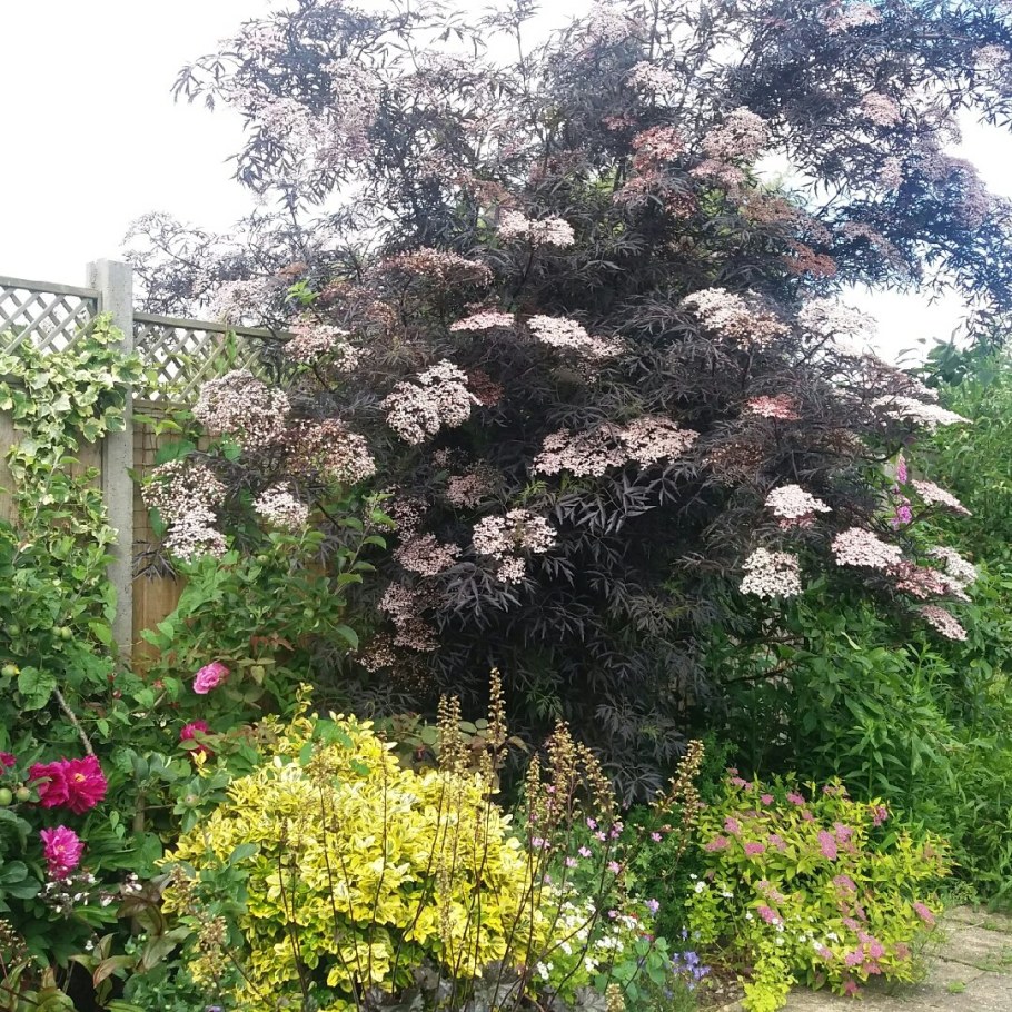 Бузина черная ева