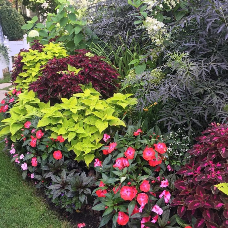 Гортензия и Барбарис