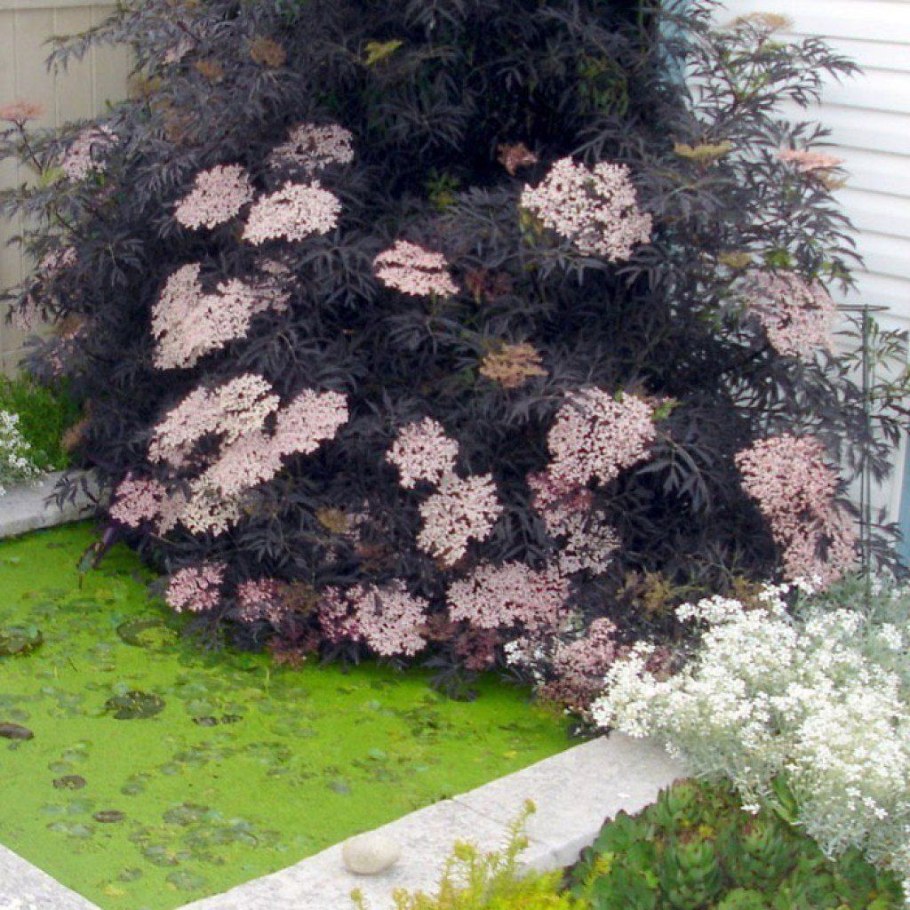 Бузина черная Black Lace