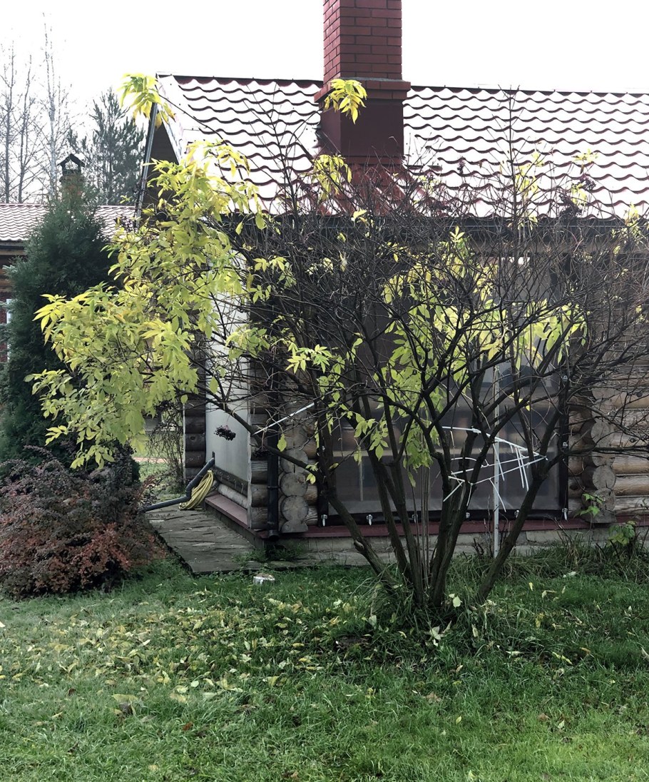 Бузина черная в ландшафте