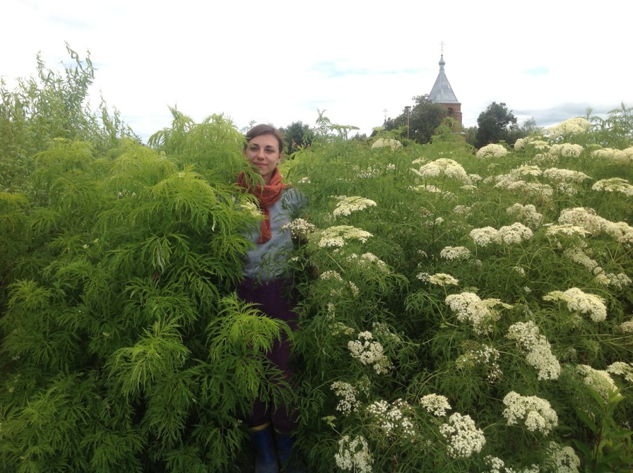 Бузина черная куст