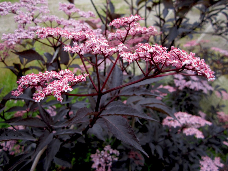 Бузина черная (Sambucus nigra)