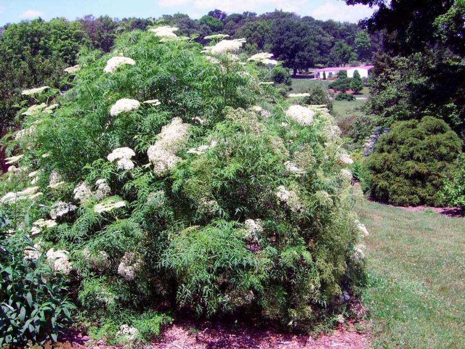 Бузина канадская акутилоба