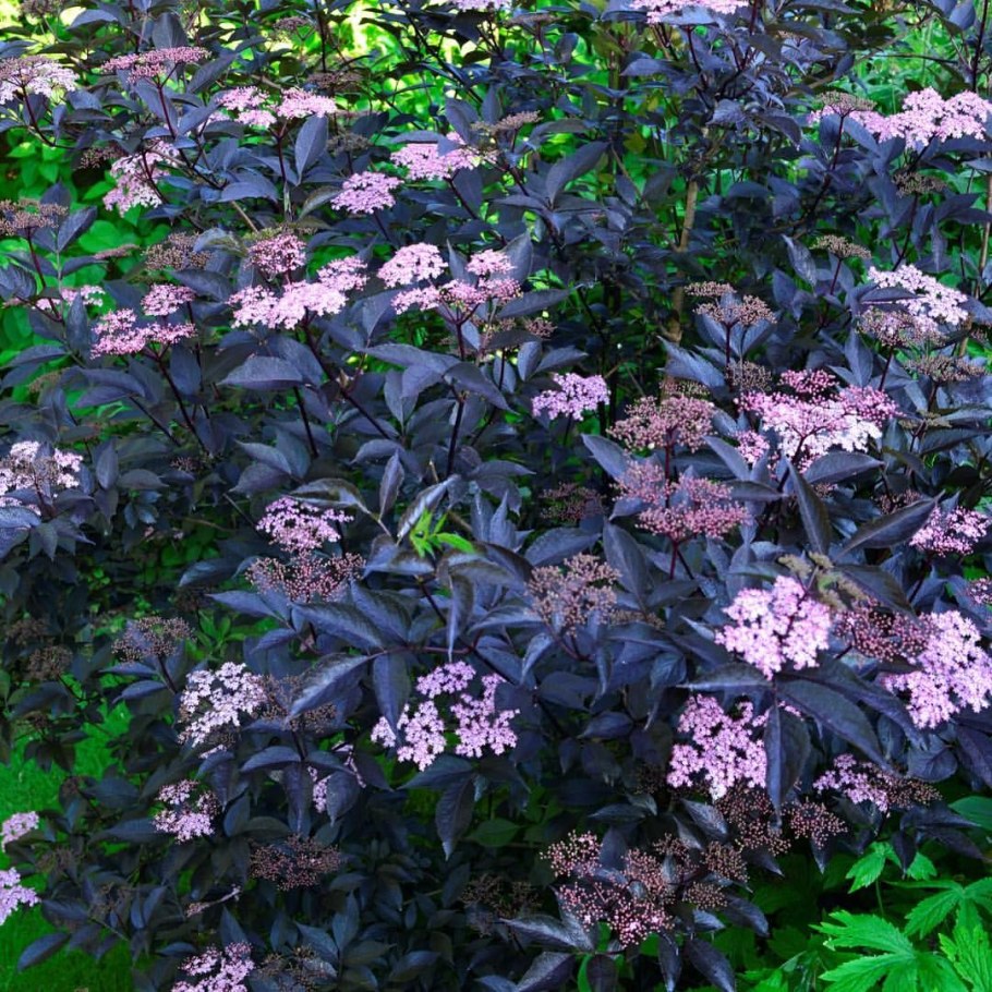Бузина черная (Sambucus nigra)
